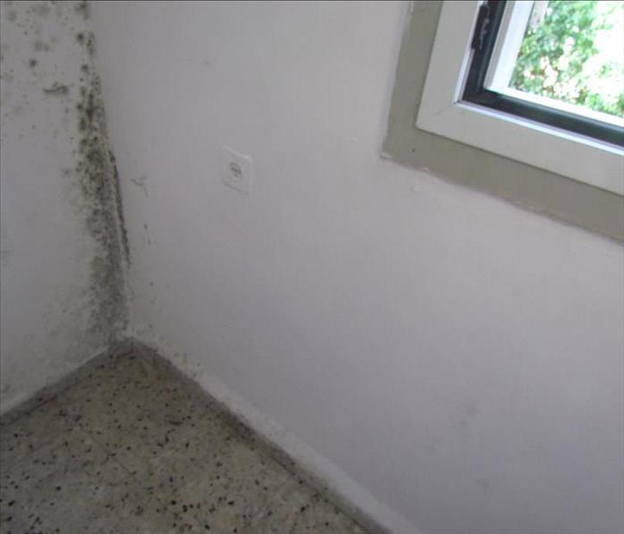 mold on the wall 